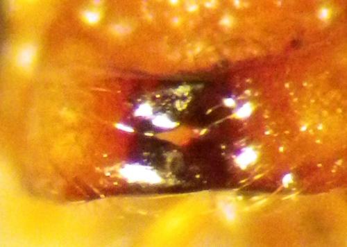 Ophion sp.